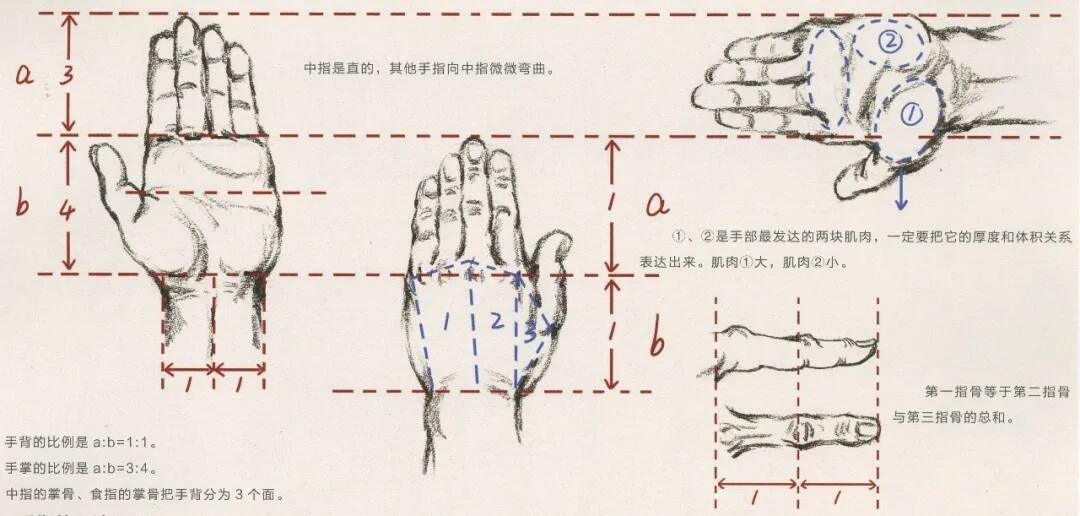 重慶美術培訓畫室：畫人難畫手，畫好手速寫事半功倍！